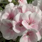 Maverick Appleblossom Geranium 25 Seeds for Garden Planting Vegetable Herb Seed Packs for Sale