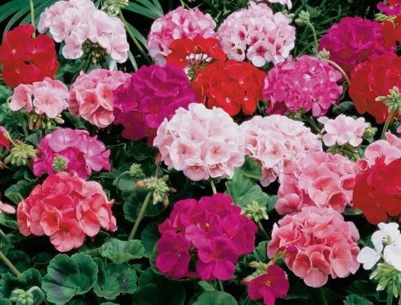 Maverick Mix Geranium 25 Seeds for Garden Planting Vegetable Herb Seed Packs for Sale