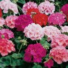 Maverick Mix Geranium 25 Seeds for Garden Planting Vegetable Herb Seed Packs for Sale