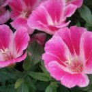 Clarkia Farewell to Spring Godetia Amoena Flower 300 Seeds for Garden Planting Vegetable Herb