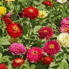 State Fair Zinnia Flower 100 Seeds for Garden Planting Vegetable Herb