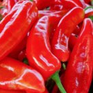 Red Marconi Sweet Pepper 50 Seeds for Garden Planting Vegetable Herb