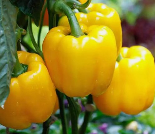 Golden Cal Wonder Bell Pepper Yellow 50 Seeds for Garden Planting Vegetable Herb