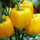Golden Cal Wonder Bell Pepper Yellow 50 Seeds for Garden Planting Vegetable Herb