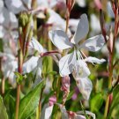 Gaura Lindheimeri White Flower Wildflower 25 Seeds for Garden Planting Vegetable Herb