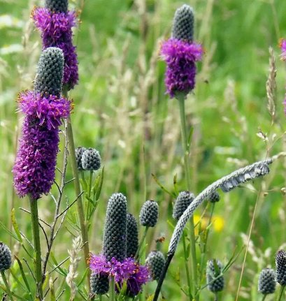 Purple Prairie Clover Native Wildflower 250 Seeds for Garden Planting Vegetable Herb