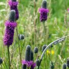 Purple Prairie Clover Native Wildflower 250 Seeds for Garden Planting Vegetable Herb