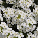 White Alpine Rockcress Flower 200 Seeds for Garden Planting Vegetable Herb