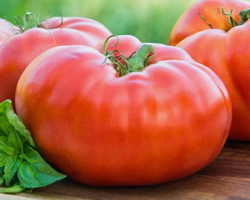 Red Brandywine Tomato Vegetable Heirloom 50 Seeds for Garden Planting Vegetable Herb