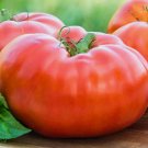 Red Brandywine Tomato Vegetable Heirloom 50 Seeds for Garden Planting Vegetable Herb
