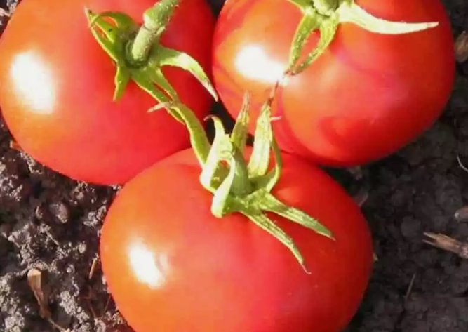 New Yorker Tomato Vegetable Garden  Heirloom 50 Seeds for Garden Planting Vegetable Herb