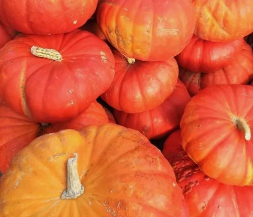 Cinderella Pumpkin Rouge vif D'Etampes Non Gmo 10 Seeds for Garden Planting Vegetable Herb