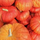 Cinderella Pumpkin Rouge vif D'Etampes Non Gmo 10 Seeds for Garden Planting Vegetable Herb