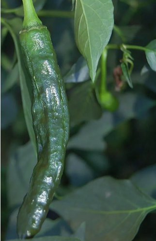 Pasilla Bajio Pepper Vegetable Non Gmo Heirloom 50 Seeds for Garden Planting Vegetable Herb