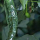 Pasilla Bajio Pepper Vegetable Non Gmo Heirloom 50 Seeds for Garden Planting Vegetable Herb