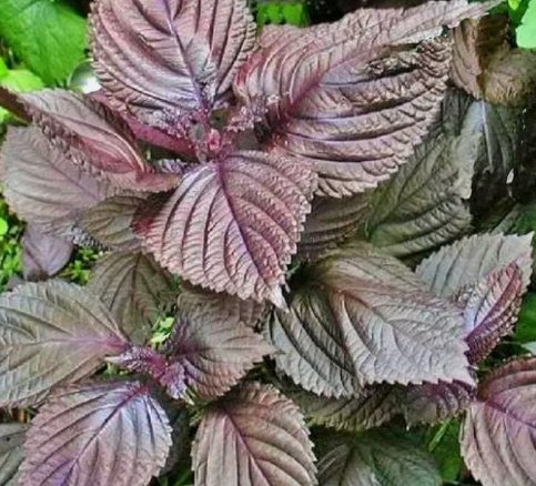 Purple Shiso Perilla Herb Asian Mint Cuisine 100 Seeds for Garden Planting Vegetable Herb