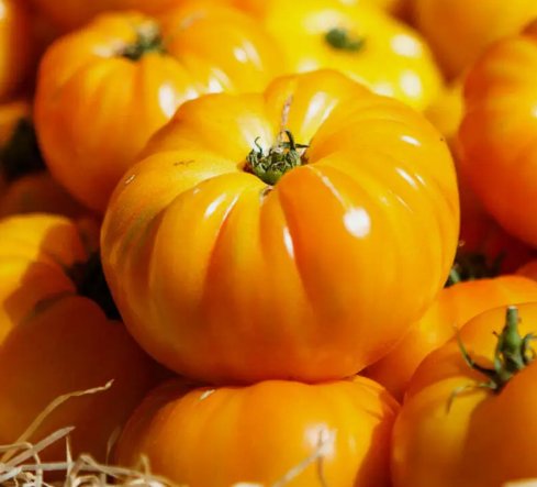 Yellow Brandywine Tomato Vegetable Heirloom Non Gmo 50 Seeds for Garden Planting Vegetable Herb