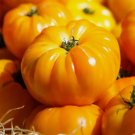 Yellow Brandywine Tomato Vegetable Heirloom Non Gmo 50 Seeds for Garden Planting Vegetable Herb