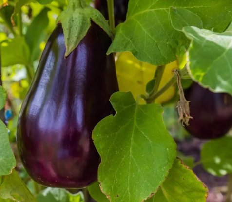 Florida Market Eggplant High Bush Vegetable Heirloom 100 Seeds for Garden Planting Vegetable Herb