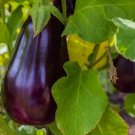 Florida Market Eggplant High Bush Vegetable Heirloom 100 Seeds for Garden Planting Vegetable Herb