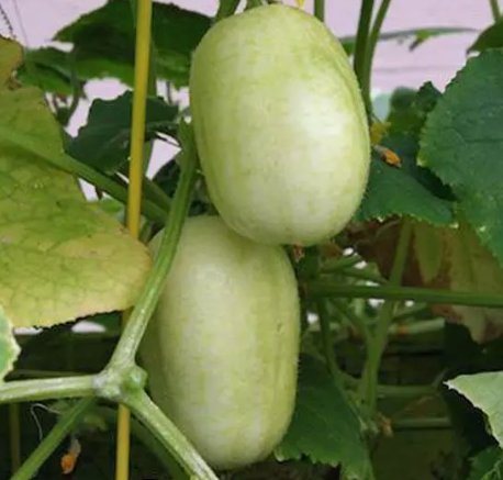 Crystal Apple Cucumber Vegetable Garden Heirloom 20 Seeds for Garden Planting Vegetable Herb