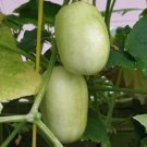 Crystal Apple Cucumber Vegetable Garden Heirloom 20 Seeds for Garden Planting Vegetable Herb