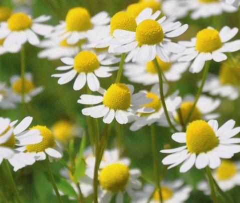 German Chamomile Herb Medicinal Fragrant  2500 Seeds for Garden Planting Vegetable Herb