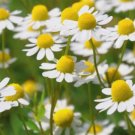 German Chamomile Herb Medicinal Fragrant  2500 Seeds for Garden Planting Vegetable Herb