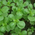Green Purslane Portulaca Olerace Sativa Herb 500 Seeds for Garden Planting