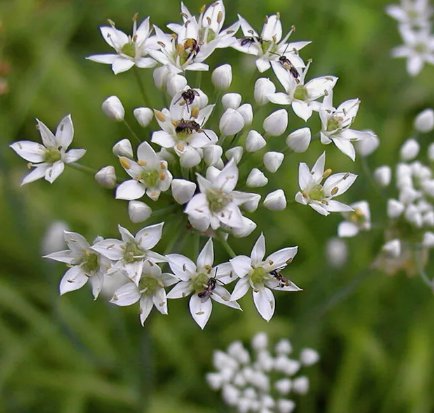 Garlic Chives Vegetable Garden Non Gmo Heirloom 200 Seeds for Garden Planting