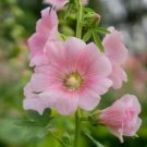 Hollyhock Flower Alcea Rosea Perennial Garden Heirloom 35 Seeds for Garden Planting