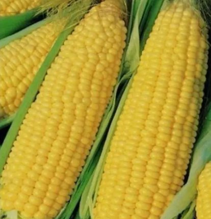Trucker's Favorite Yellow Corn Vegetable Garden Heirloom 25 Seeds for Garden Planting