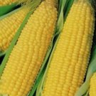 Trucker's Favorite Yellow Corn Vegetable Garden Heirloom 25 Seeds for Garden Planting