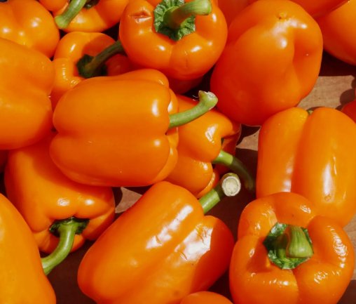 Coral Bell Orange Sweet Pepper N0n Gmo Vegetable Garden 30 Seeds for Garden Planting