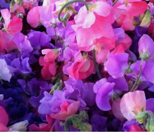 Sweet Pea Royal Mix Flower Annual Aroma Vegetable Heirloom 30 Seeds for Garden Planting