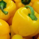 Sunbright Yellow Bell Pepper Vegetable Non Gmo Heirloom 25 Seeds for Garden Planting