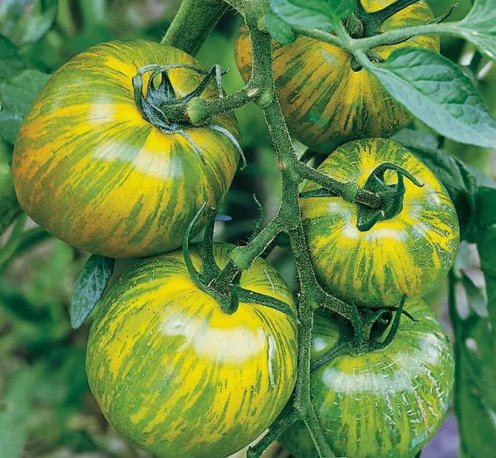 Green Zebra Tomato Vegetable Heirloom Non Gmo 50 Seeds for Garden Planting