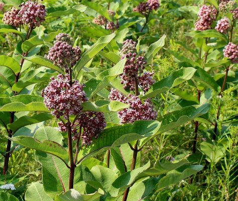 Common Milkweed Asclepias Native Wildflower 30 Seeds for Garden Planting