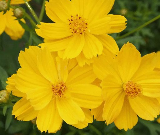 Cosmos Dwarf Lemon Sulphur Yellow Flower 100 Seeds for Garden Planting