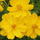 Cosmos Dwarf Lemon Sulphur Yellow Flower 100 Seeds for Garden Planting