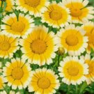 Garland Daisy Flower Chrysanthemum Heirloom Non Gmo 200 Seeds for Garden Planting