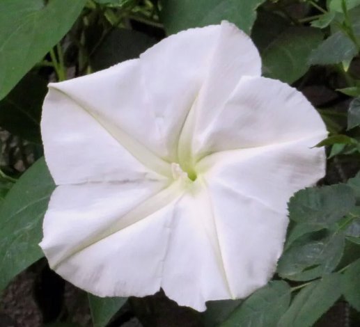 Moonflower White Morning Glory Flower Vine Night Blooming 25 Seeds for Garden Planting
