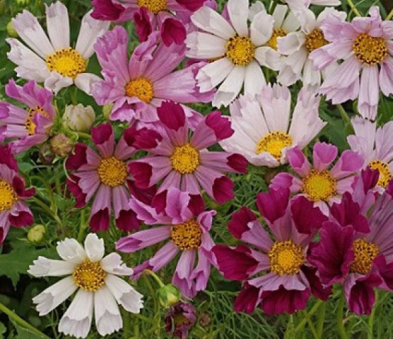 Cosmos Sea Shells Mix FlowerVegetable Heirloom Non Gmo 100 Seeds for Garden Planting