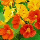 Nasturtium Dwarf Jewel Mix Tropaeolum Flower Heirloom Non Gmo 30 Seeds for Garden Planting Nasturtium Dwarf Jewel Mix Tropaeolum Flower Heirloom Non Gmo 30 Seeds for Garden Planting