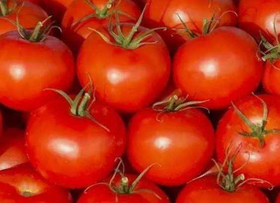 Ace 55 Tomato Vegetable Heirloom Non Gmo 100 Seeds for Garden Planting