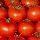 Ace 55 Tomato Vegetable Heirloom Non Gmo 100 Seeds for Garden Planting