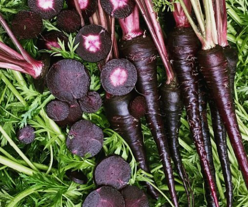 Black Nebula Carrot Vegetable Heirloom Non Gmo 150 Seeds for Garden Planting