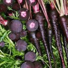 Black Nebula Carrot Vegetable Heirloom Non Gmo 150 Seeds for Garden Planting