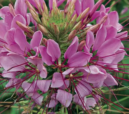 Cleome Spider Plant Flower Annual Pink White Heirloom Non Gmo 100 Seeds for Garden Planting
