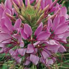 Cleome Spider Plant Flower Annual Pink White Heirloom Non Gmo 100 Seeds for Garden Planting Cleome Spider Plant Flower Annual Pink White Heirloom Non Gmo 100 Seeds for Garden Planting